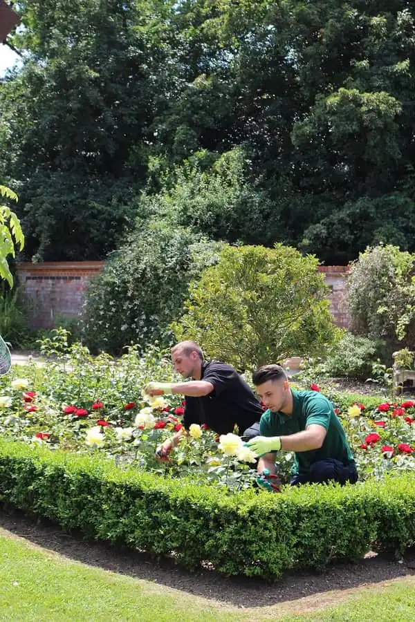Lawn maintenance